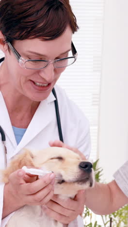 una veterinaria sonriente examinando a un lindo cachorro