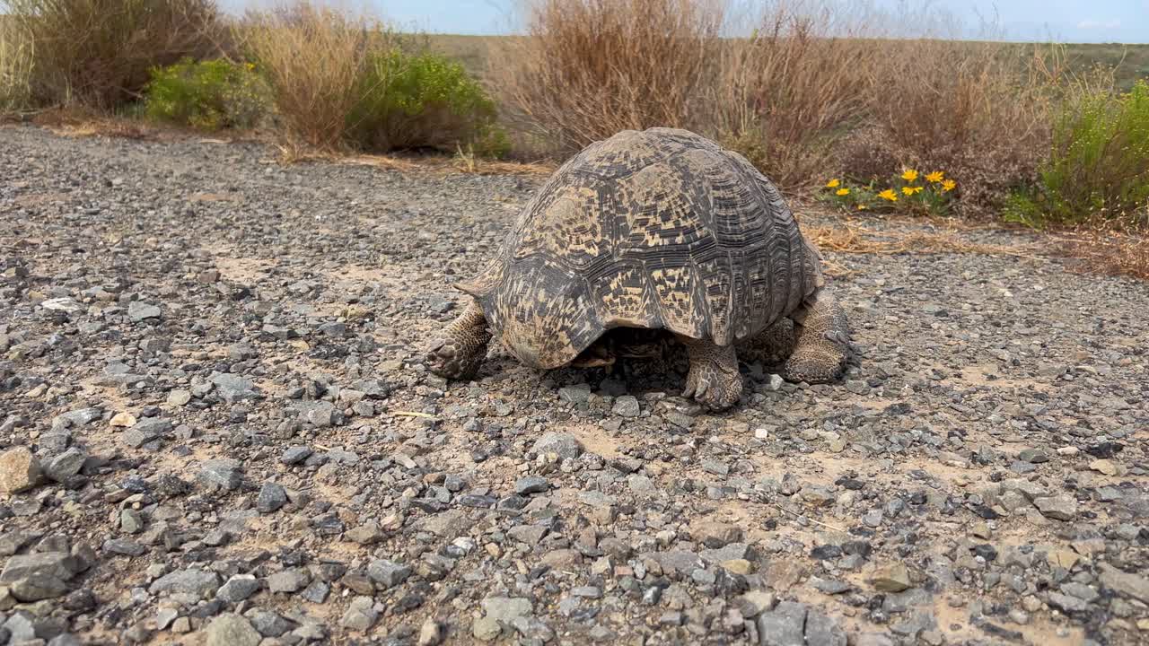 The clip features a leopard tortoise walking on a gravel road towards some bushes. The background shows the barren Karoo