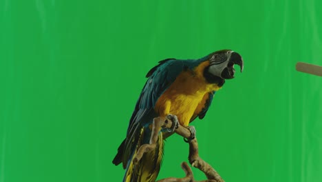 blue and yellow parrot macaw ( ara ararauna ) sitting or standing on branch on green screen background . shot on arri alexa cinema camera in slow motion .