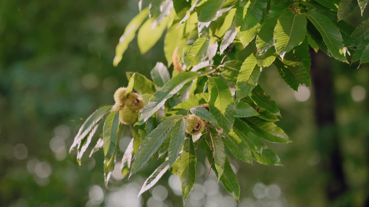 cerca de las ramas de los castaños con frutos verdes puntiagudos en portugal