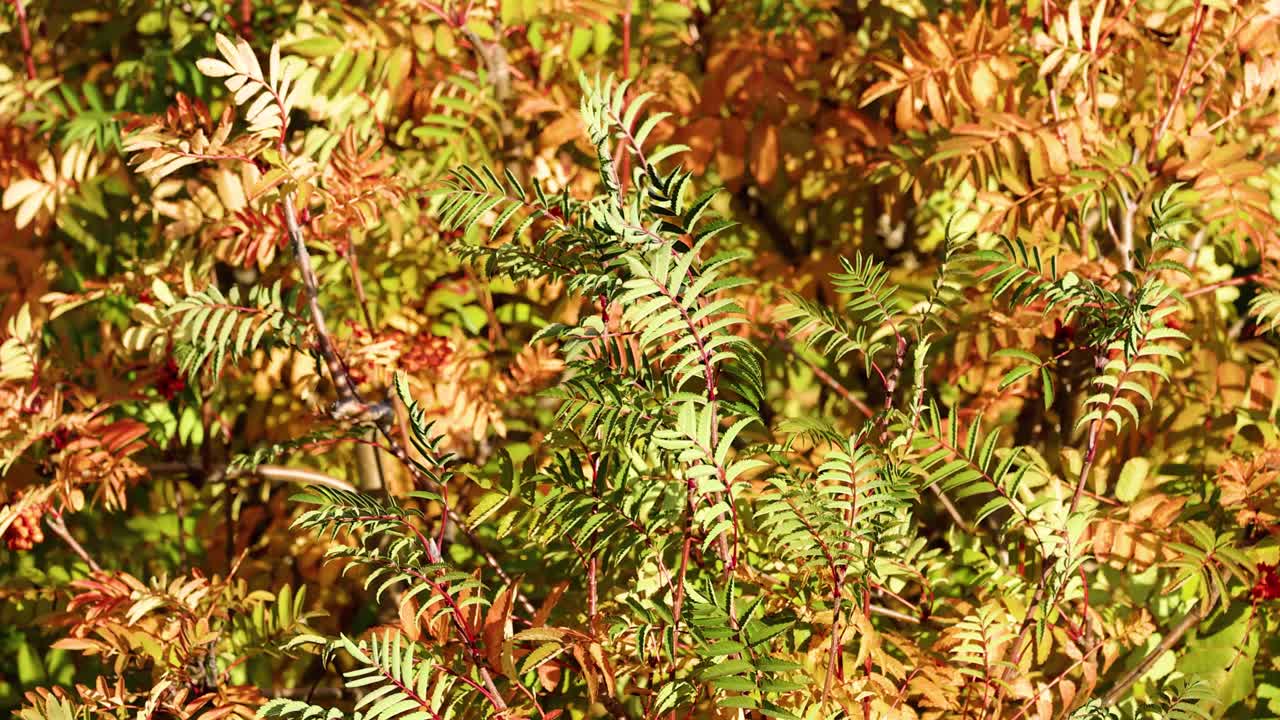 Close-up of autumn foliage gently moving in the breeze, with vibrant yellow and green leaves illuminated by natural sunlight. Static camera, crisp detail