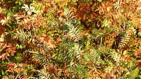 close-up of autumn foliage gently moving in the breeze, with vibrant yellow and green leaves illuminated by natural sunlight. static camera, crisp detail