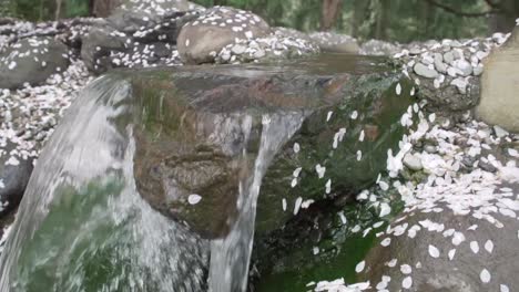 Blossoms-falling-slowly-to-the-ground-near-a-flowing-water-feature