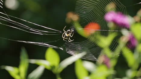 spider in its web