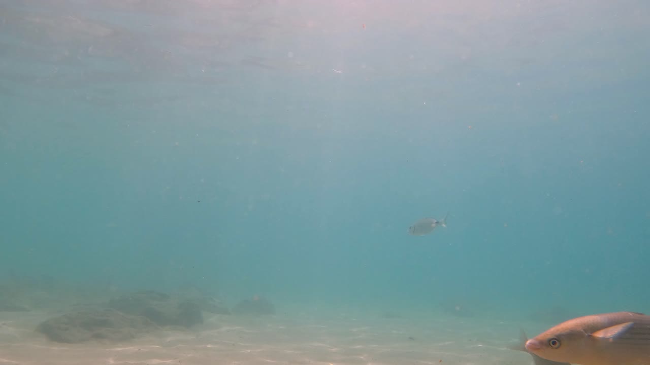 수중 비디오, 스노클 수천 마리의 작은 물고기 란사로테 카나리아 섬