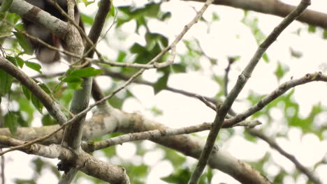 Squirrel-Cuckoo-jumping-between-branches-in-interlocking-branches-from-rainforest