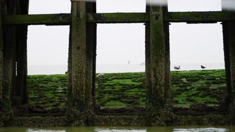 Una-Bandada-De-Gaviota-Argéntea-Europea-Parada-En-Un-Muelle-Cubierto-De-Algas-Verdes-Debajo-De-Un-Puente