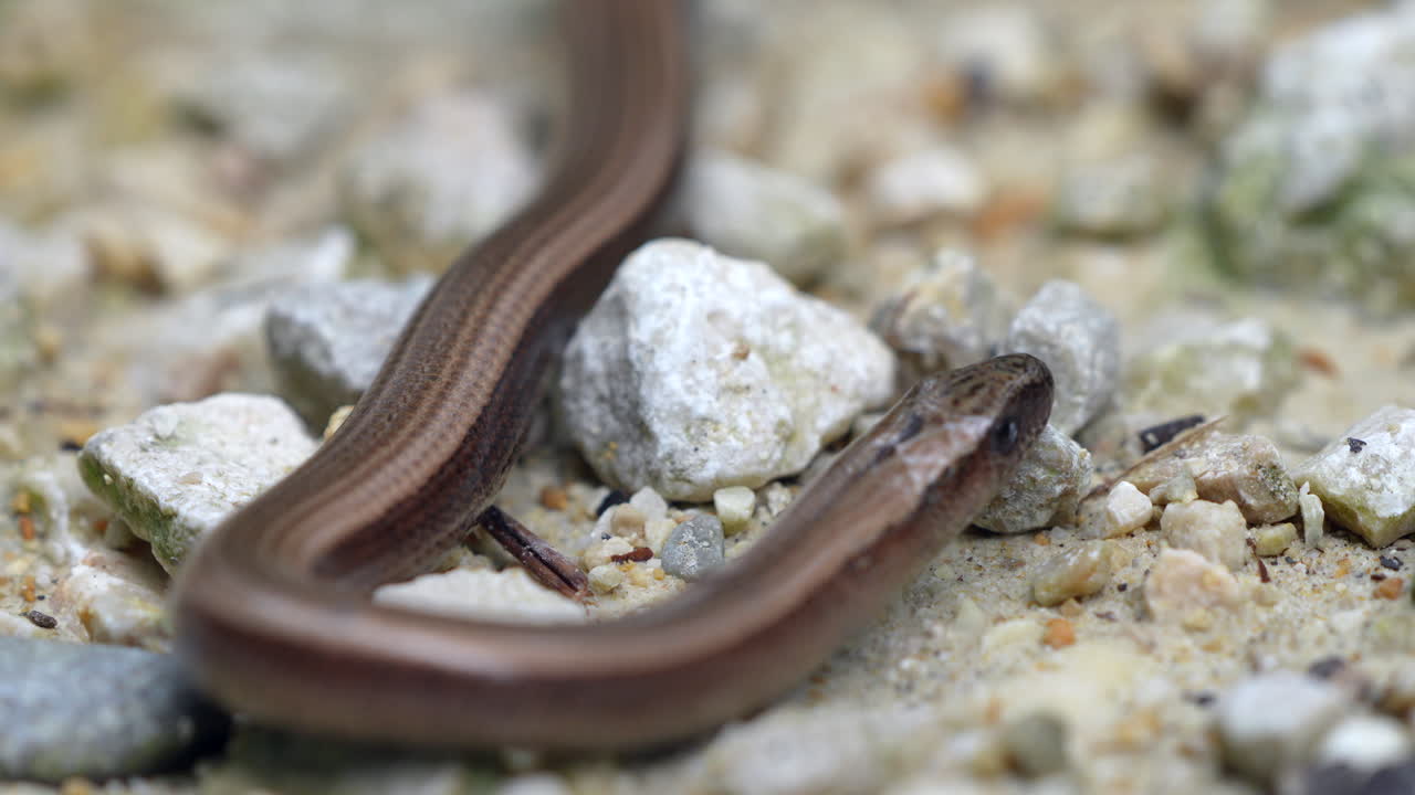 toma macro de gusano lento marrón o lagarto sin patas arrastrándose sobre rocas y lanzando la lengua - prores toma de 4k de alta calidad
