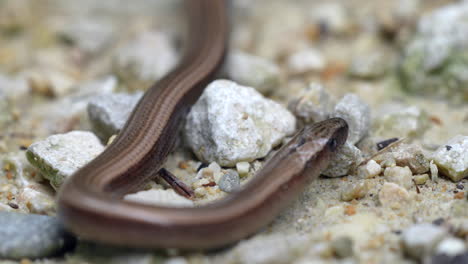 macro shot of brown slow worm or legless lizard crawling over rocks and flicking tongue - prores high quality 4k shot