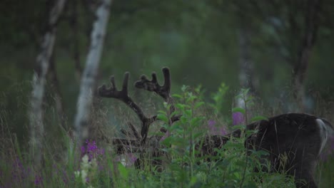 Hirsch-Knabbert-Am-Gras,-Vangsvik,-Norwegen-–-Nahaufnahme