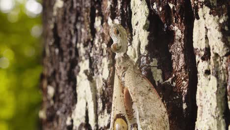 lantern bug showing its false eyes located on its wings as a threat display, peanut headed bug