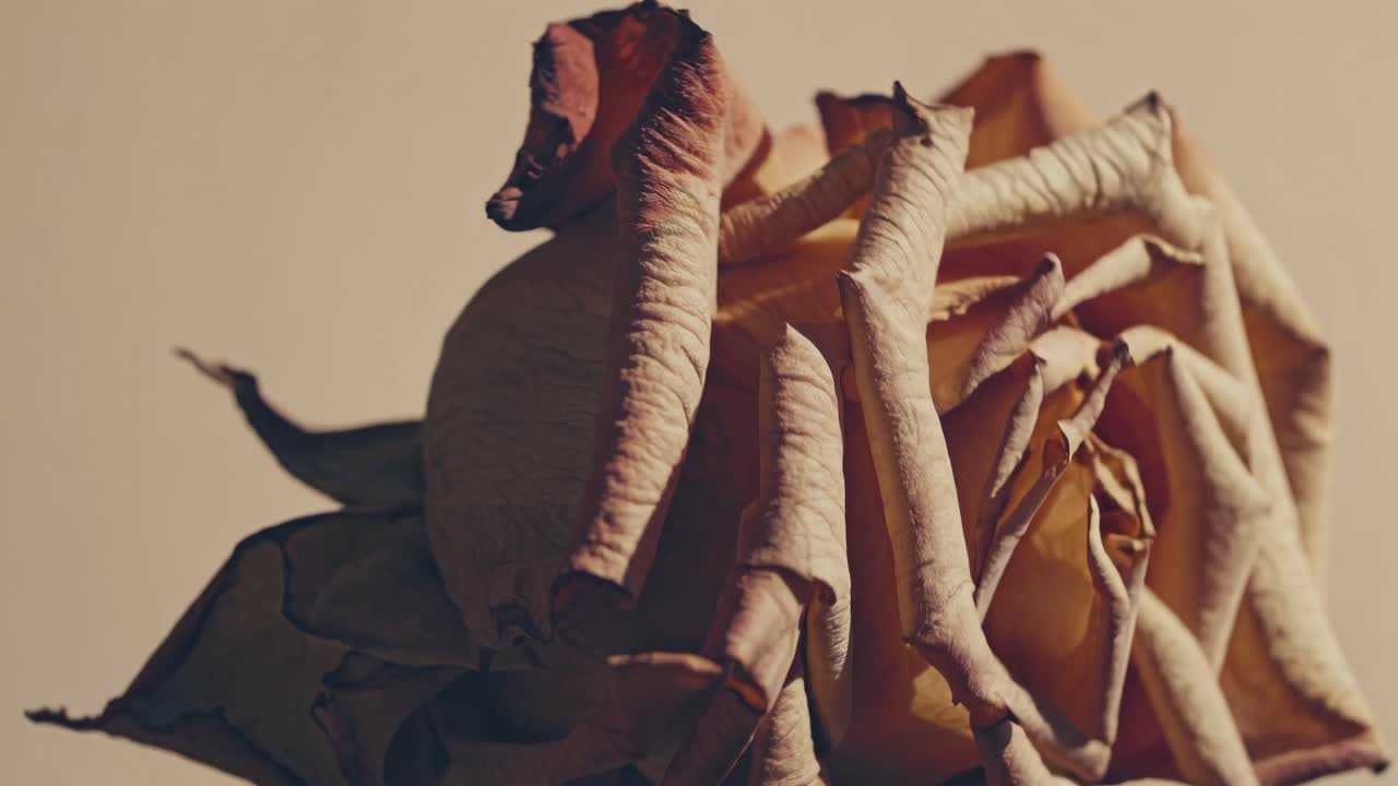 Close-up video of a withered rose from a side angle, capturing its textured petals and muted colors
