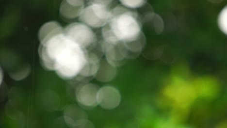 bokeh natural durante la lluvia en el follaje de un árbol.