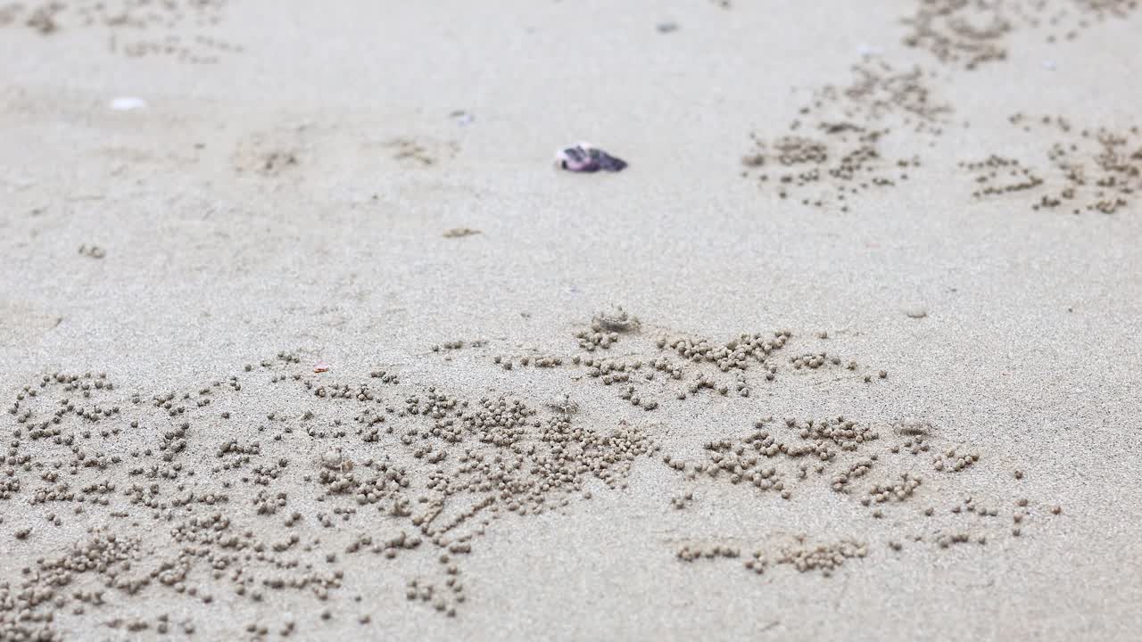 해변 에 있는 모래 새우 의 굴