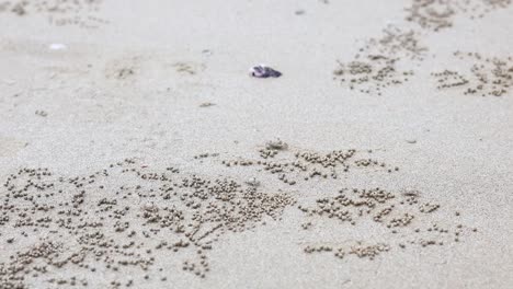 madrigueras de cangrejo de arena en la playa