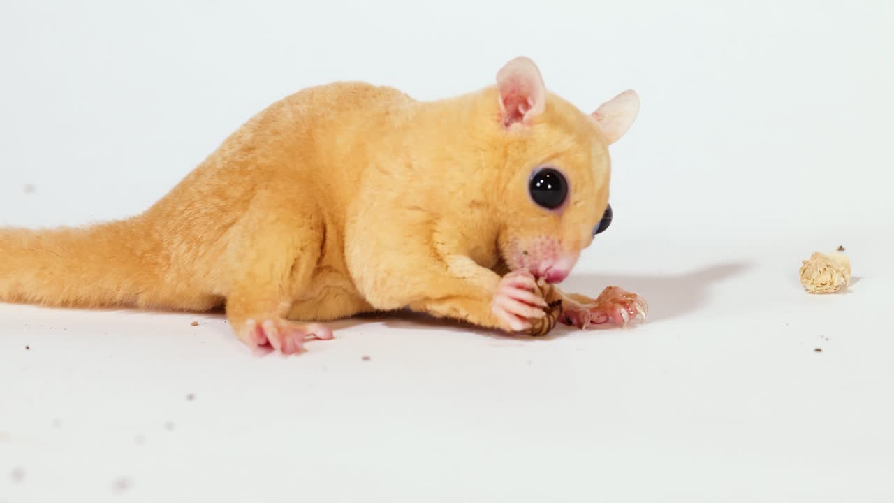 Un petauro dello zucchero leucistico mangia un verme della farina su uno sfondo bianco da studio con illuminazione intensa