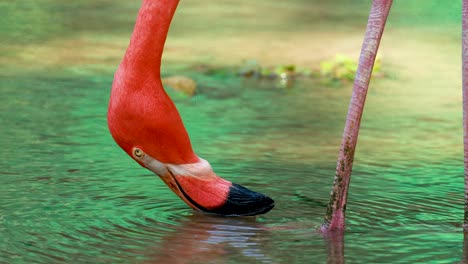 flamingo wading and feeding in shallow water