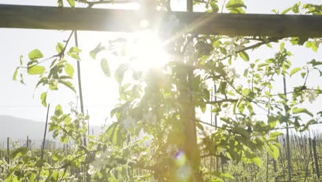 pan down from top of apple tree growing in orchard with bright sun flares coming through branches