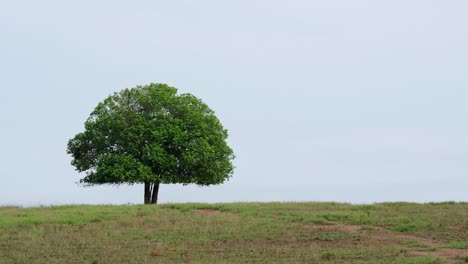 subtle movement on the trees, grass and the sky, bird flies to the left on the ninth second, early morning in phu khiao wildlife sanctuary in thailand, with this famous tree of a landmark