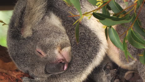 adult male koala sleeping in an eucalyptus tree - vertical format