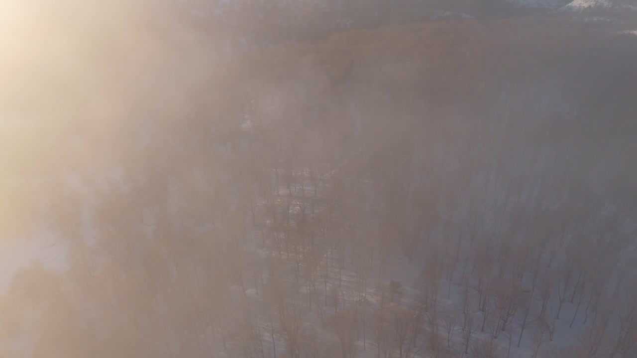 겨울의 빛에 인 갈색 나무 숲은 안개 구름에 가려져 있습니다.