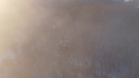 brown coniferous forest trees in winter sun shrouded by mist cloud