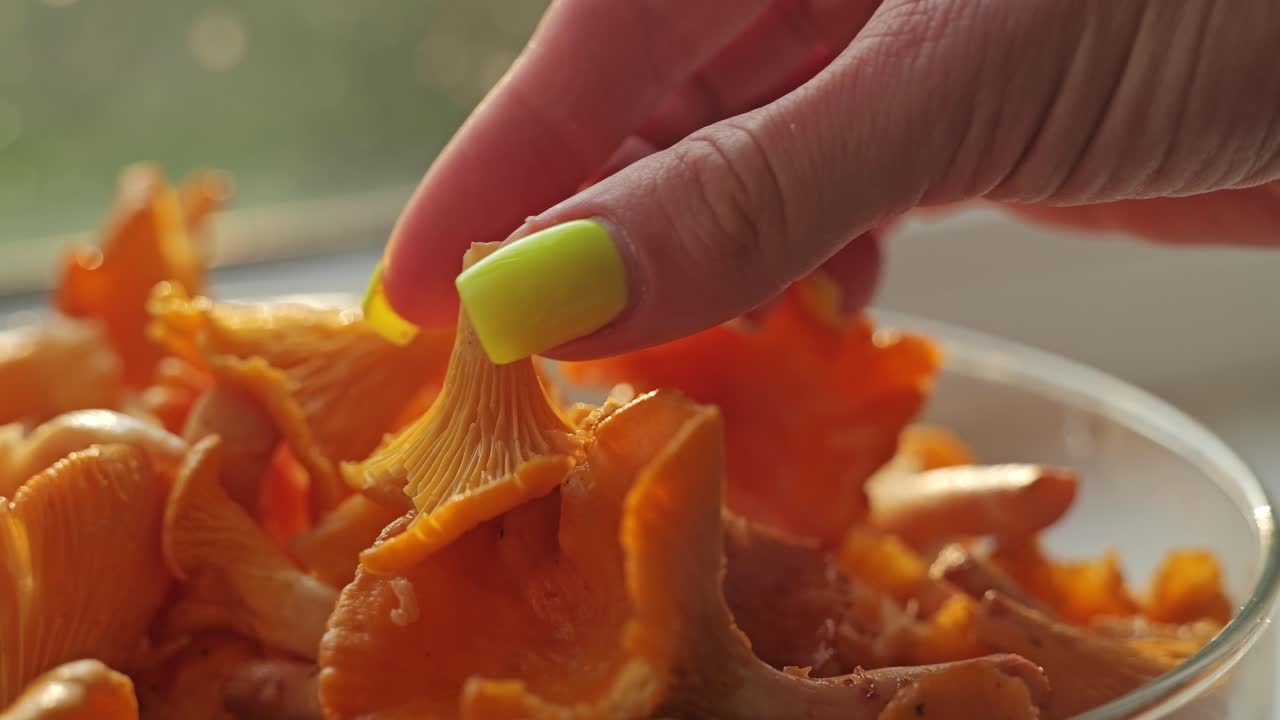 Warm sunset light highlights woman’s hand taking chanterelle in slow motion