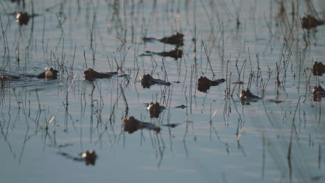 common frogs gathered in swamp water, heads sticking out