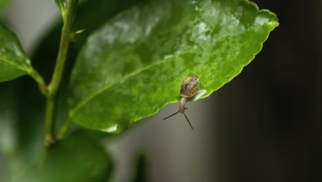 el pequeño caracol vagabundo asiático se mueve a lo largo de la hoja de lima después de la lluvia