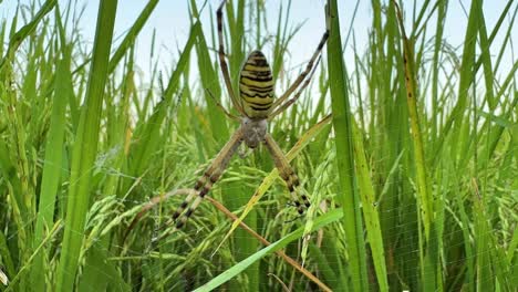 rice paddy farm field close up shot green leaf summer season farmer planting seedling and animal creature pest insect in garden the house of spider yellow big spider control pests in field iran gilan