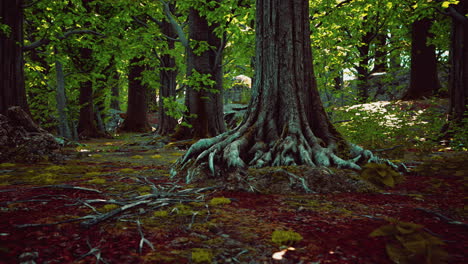 roots of an old tree overgrown with moss