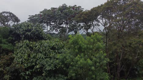 Drone-view-of-village-with-simple-houses-in-Amazon-jungle