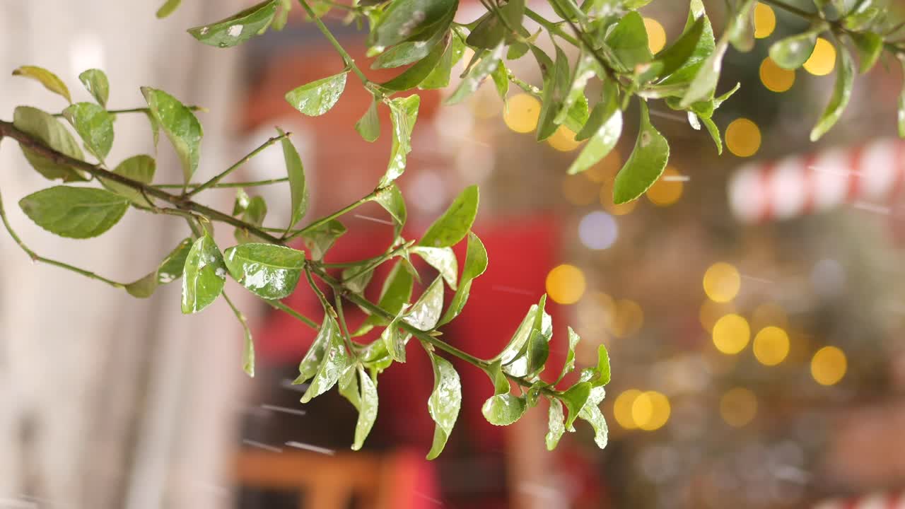 Wet leaves on a branch with christmas lights in the background