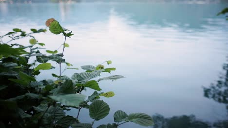 beautiful lake bled at sunrise in slovenia