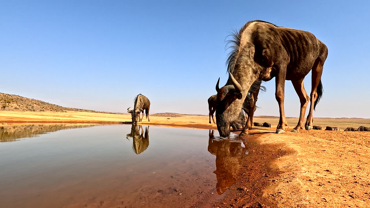 Wildebeest at a Waterhole