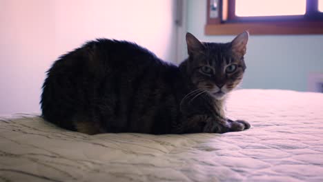 Hermoso-Gato-Americano-De-Pelo-Corto-Acostado-En-La-Cama-Y-Mirando-A-La-Cámara