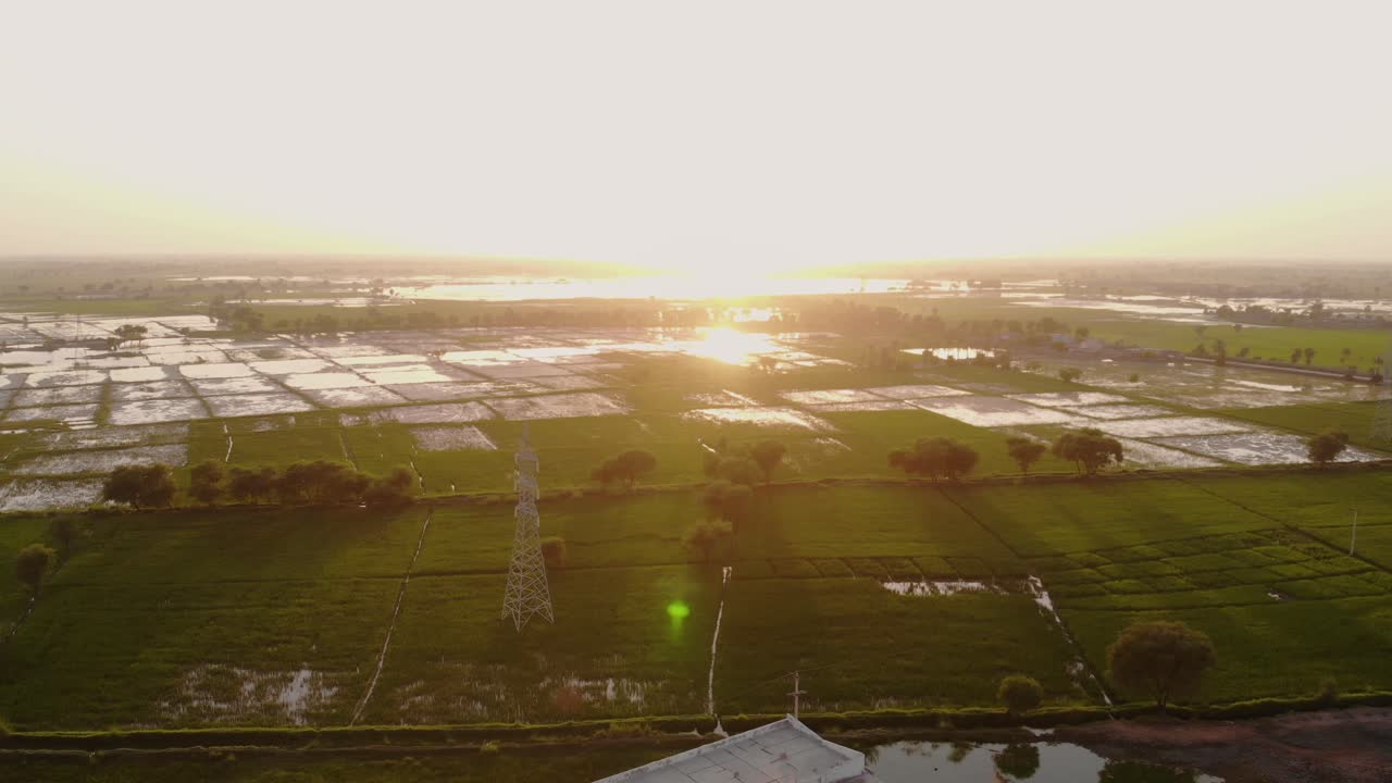 일출 시 파키스탄 신드 마을에 코코넛 나무가 있는 열대 논