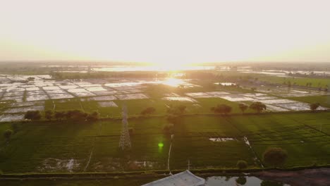 Campo-De-Arroz-Tropical-Con-Cocoteros-Sobre-La-Aldea-En-Sindh-Pakistán-Al-Amanecer,-Antena