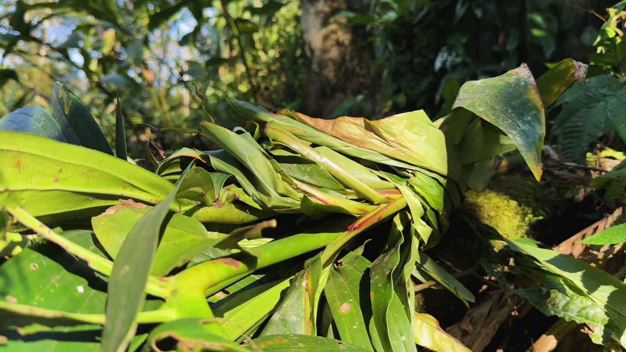 Close-up of medicinal leaves swaying in the wind with an ant climbing on one in Tả Phìn, Sa Pa.