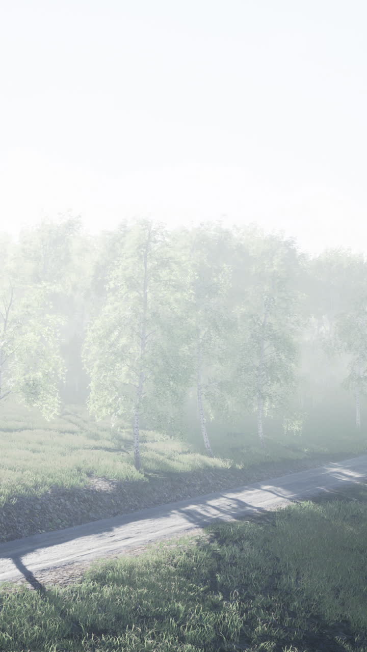 안개가 가득한 버치 숲의 길