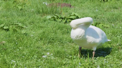 white mute swan cleans feathers in bright daylight, standing on lush green grass, static shot