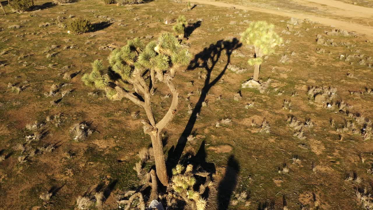 toma aérea estática de un gran árbol de joshua en el desierto alto hesperia california con largas sombras dramáticas en la luz dorada de la mañana y un pequeño pájaro en el árbol
