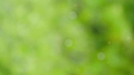 Abstract summer background with bokeh