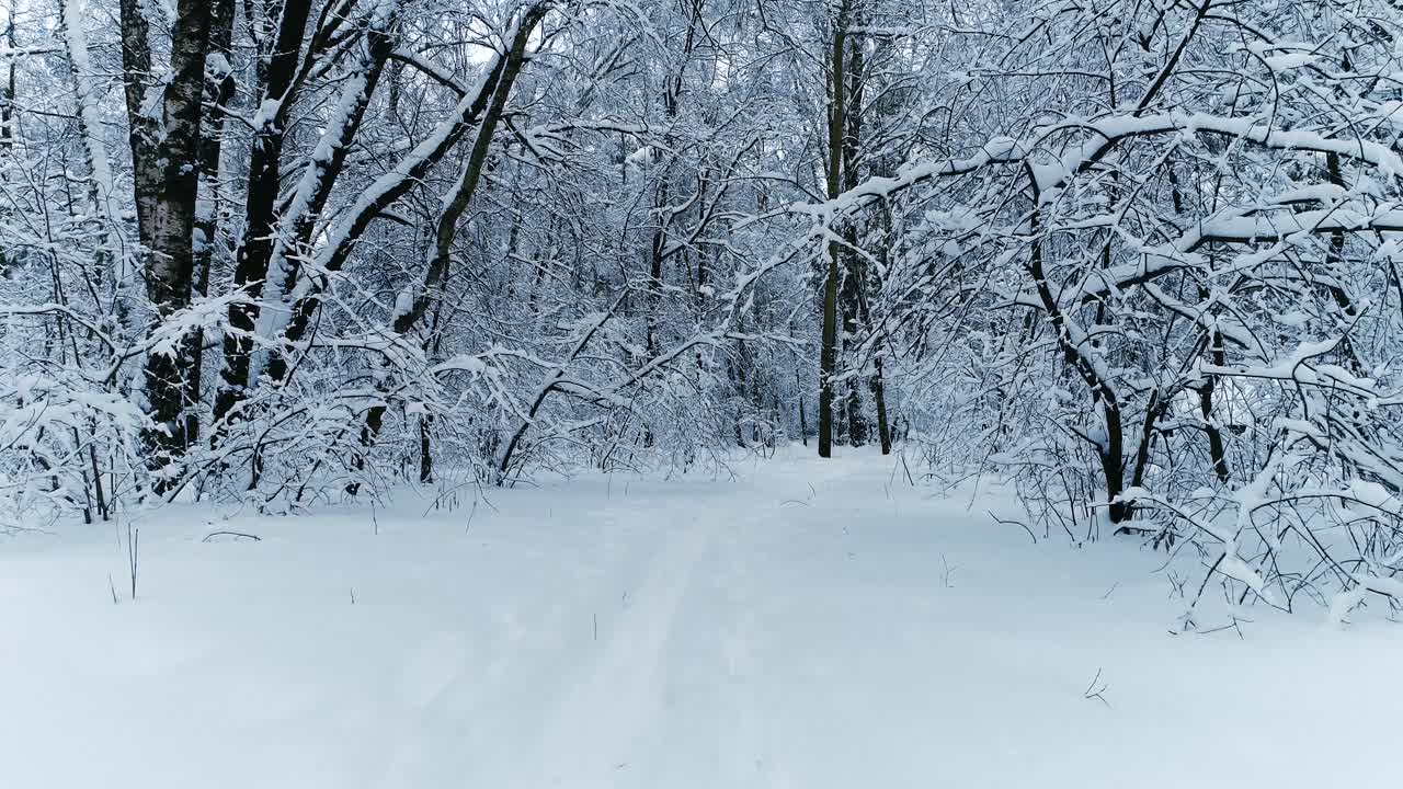 Snowy branches in forest. Winter fairy background