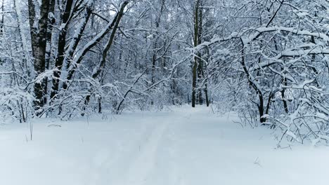 Snowy-branches-in-forest.-Winter-fairy-background