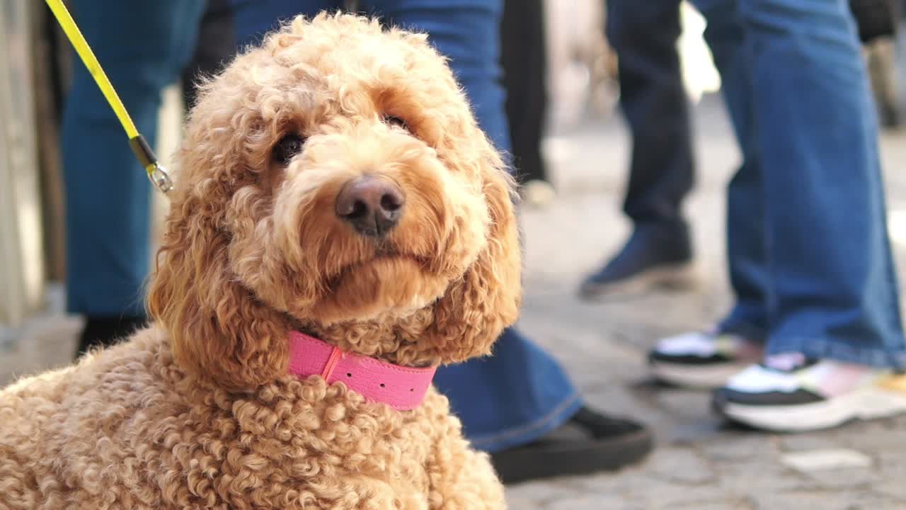 A poodle wearing a pink collar on a street
