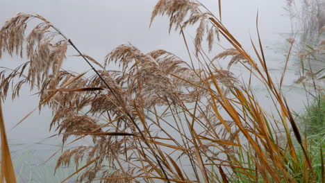 Langes-Braunes-Gras-An-Einem-Nebligen-Fluss