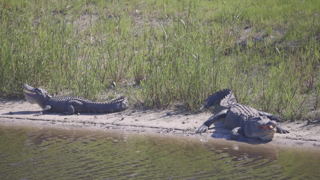 vista de dos cocodrilos sentados en la playa con la boca abierta