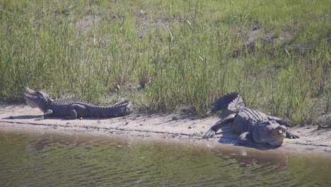 view of two alligators sitting on beach with mouths open