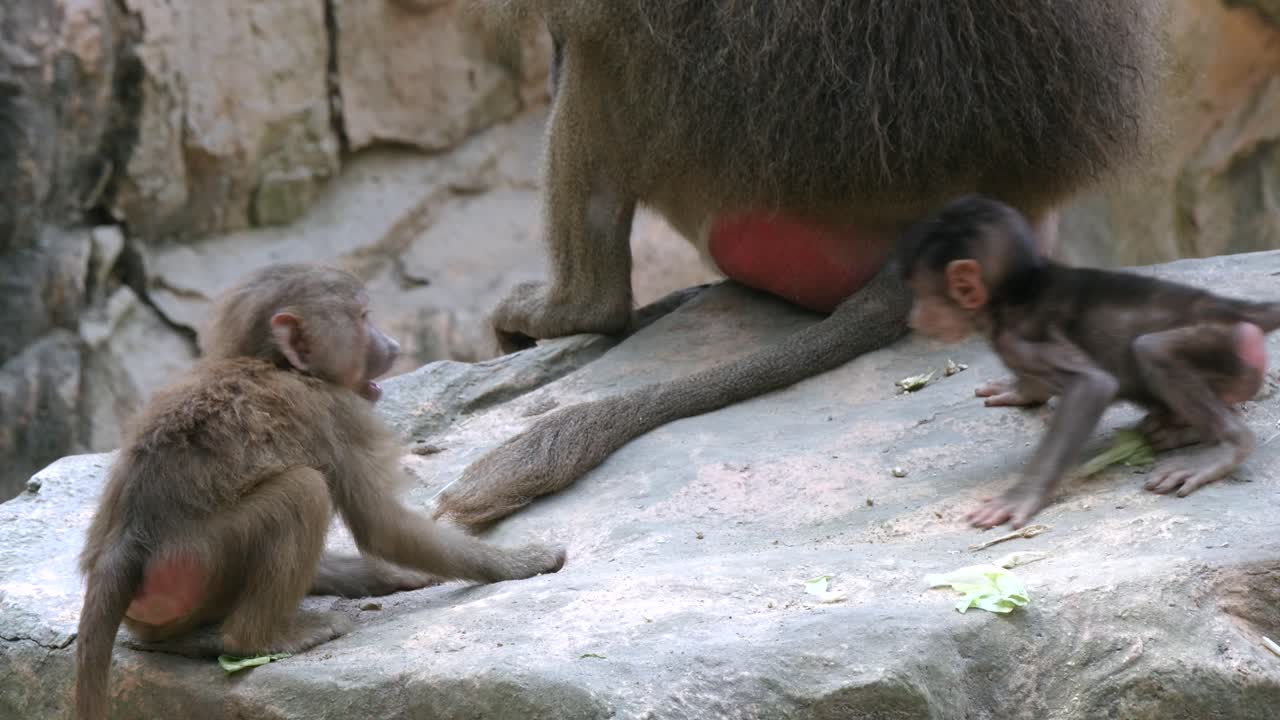bebé babuino hamadryas jugando con otro babuino tirado por su madre en el zoológico